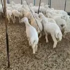 بهم تربيه تم البيع اضغط متابعه يصلك كل جديد