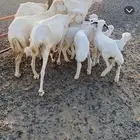 ضأن رفد كفو