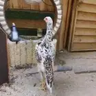 دجاجتين شامو فواخر