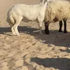 خروف مشروط حرش جذع فاخر شرط قريع جرمه كفو