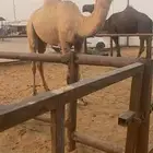 حقه طيبه صالحه
