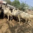 ضان للبيع