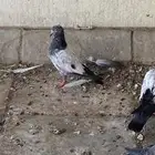 حمام تيدي للبيع