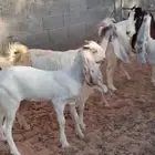 معزا مشاريك وا حشو بلديي