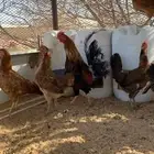 دجاج عربي