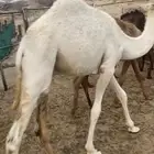 للبيع حشوان مقاريد طيبه