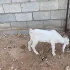 عنز متبع