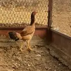 دجاج باكستاني سندي بيور