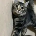 قط لتبني معها جميع أغراضها الي يبيها يكلمني خاص