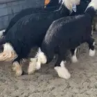 للبيع طليان جذعان