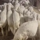 بهم تربيه