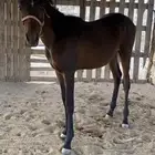 مهر جزيري ب اورق