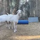 بني معن