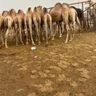 للبيع القعدان الكفو للمبادي وزواجات