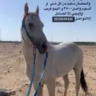 حصان
