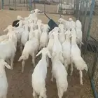 بهم تربيه شعره وشكل تم البيع اضغط متابعه