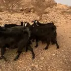 معزا للبيع