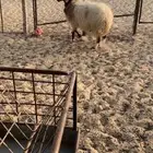 خروف جذع. فل