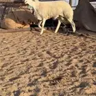 طلي فحل مشروط