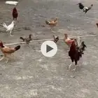 دجاج  ديوكة للبيع