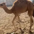 قعود