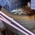للبيع اجنوط