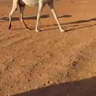 للبيع الضروبه الطفاح الكفو