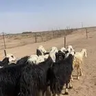 لبيع غنم نجد فيها حريات 2