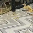 بط للتبني
