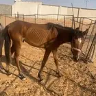 للبيع امهار شعبيه