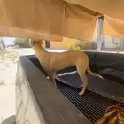 سلوقي البيع سريع