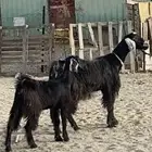 عنز عارضيه تحتها جفره