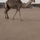 عشراء بايع بنتها قبل شهرين