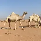 لقحه وضحى كفو نادره لقحه على بعير عليه 4 مليون اصلها تماميه
