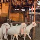 معزا مطورات