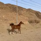 مهر شعبي العمر سنه و7 شهور