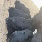 تيوس