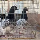 حمام باكستاني