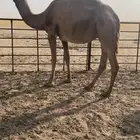 ناقه