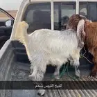 تيوس مخصاه