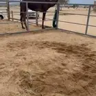 للبيع بكره