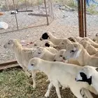 طليان ورخال حريه