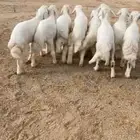 طليان هرافا شعره وطرف