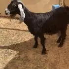عنز حليب وافر جدا ( تم البيع )