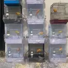 كناريات ذكور تغريد
