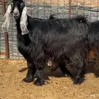 عنز عارضية مضرع ( تم البيييع )