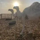 آبل للبيع