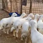 بهم حري للبيع عدد 7 فيها رخل وحده