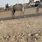 نياق طيبه