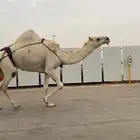 للبيع الخفوت الي على جميع الشروط